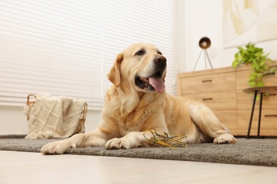 Photo of Naughty Labrador Retriever dog near damaged electrical wire at home