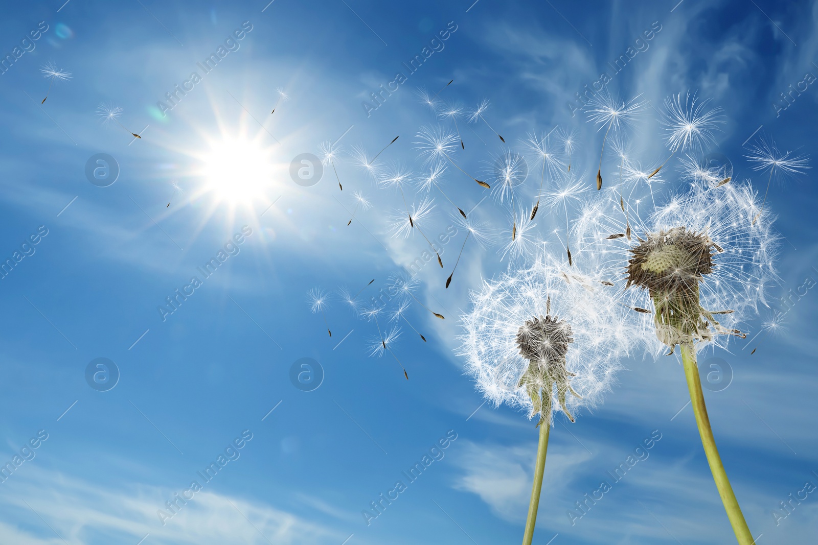 Image of Beautiful puffy dandelions and flying seeds against blue sky on sunny day 