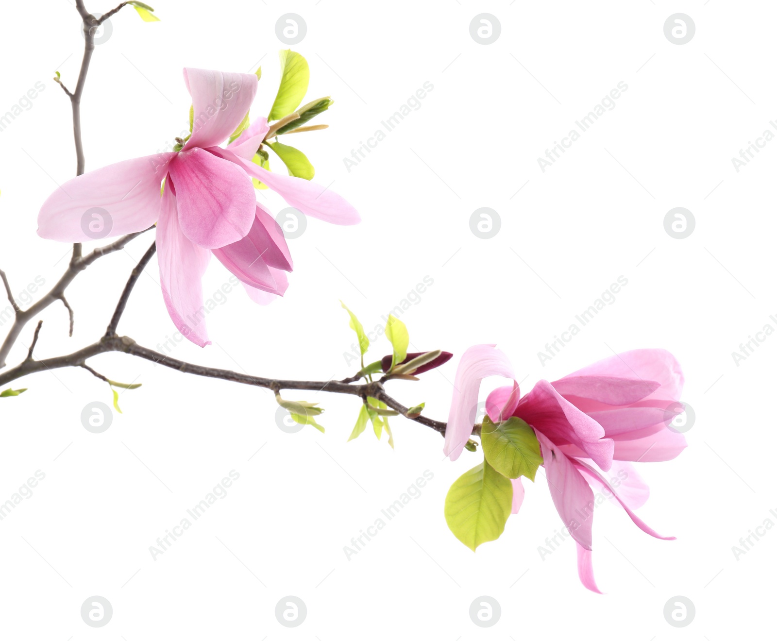 Photo of Beautiful pink magnolia flowers isolated on white