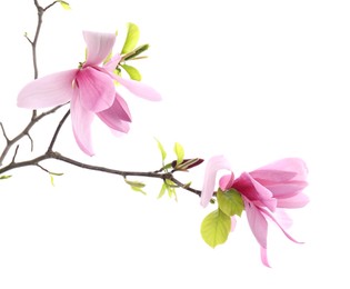 Photo of Beautiful pink magnolia flowers isolated on white