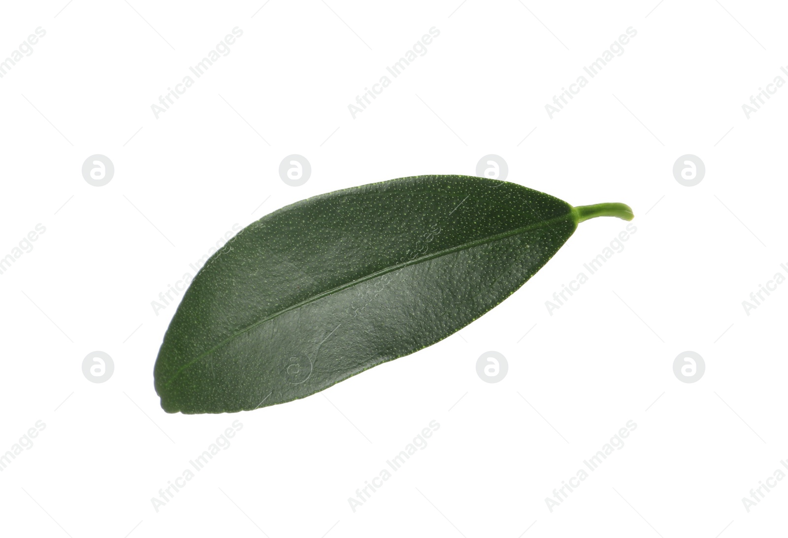 Photo of Green leaf of kumquat tree on white background
