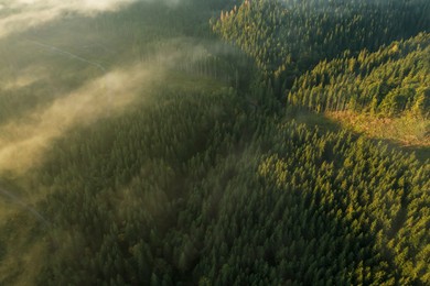 Image of Aerial view of thin fog over green trees. Drone photography