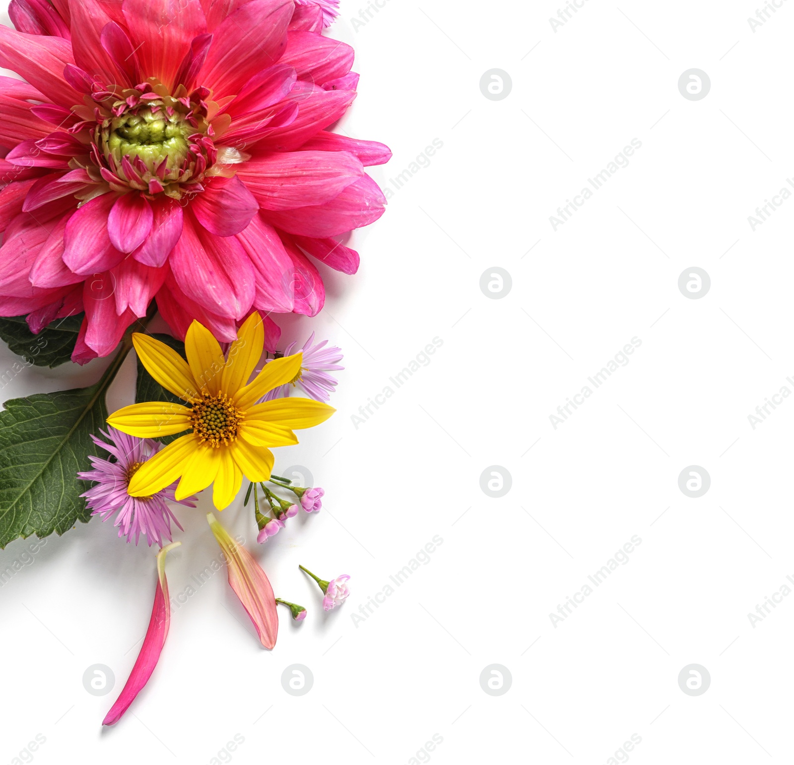 Photo of Flat lay composition with beautiful dahlia flowers and space for text on white background