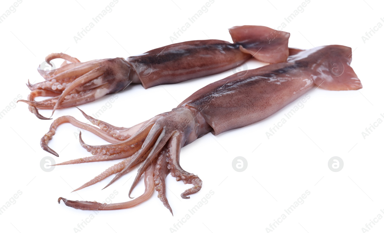 Photo of Raw squids isolated on white. Fresh seafood