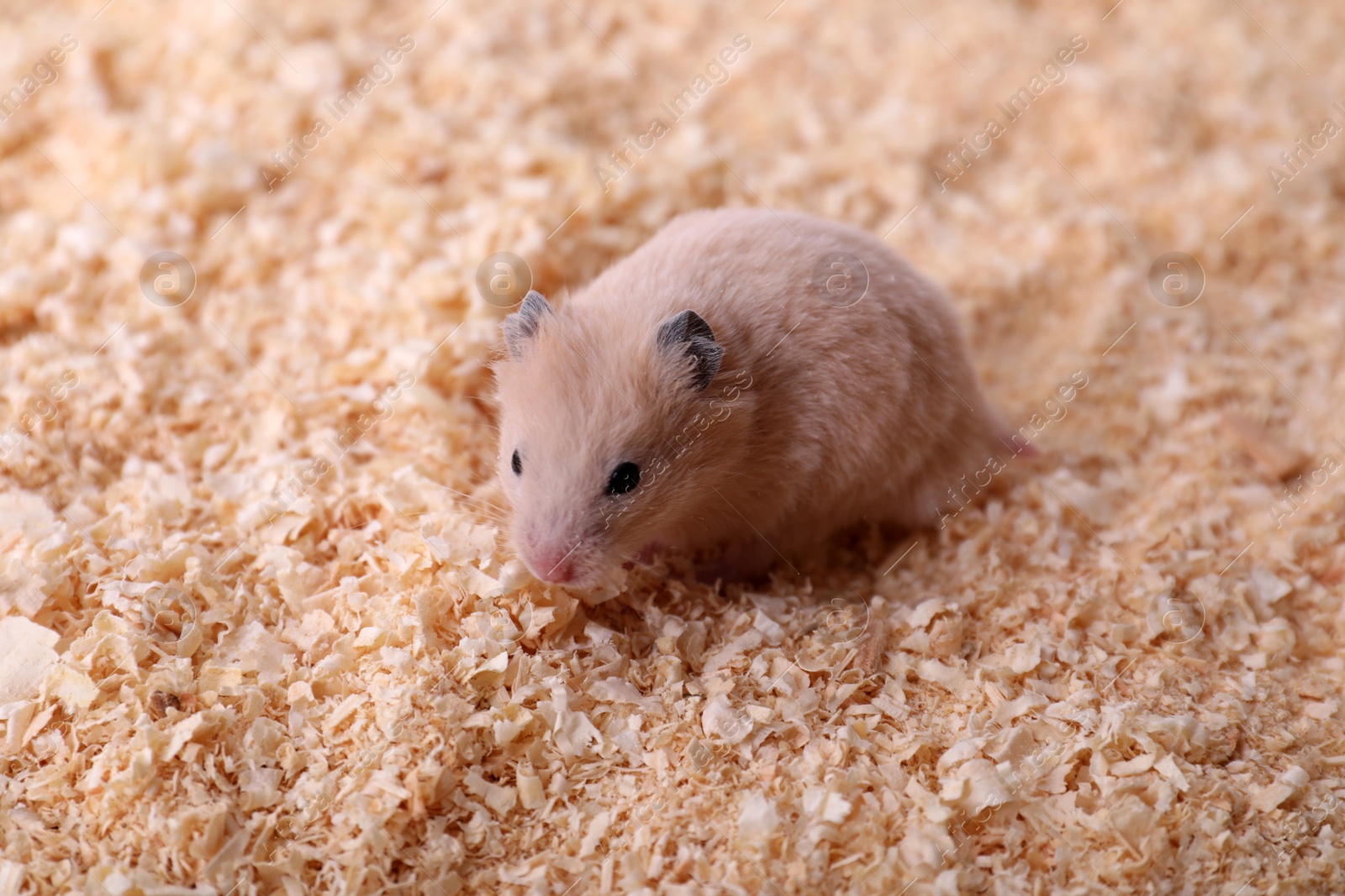 Photo of Cute little fluffy hamster on wooden shavings