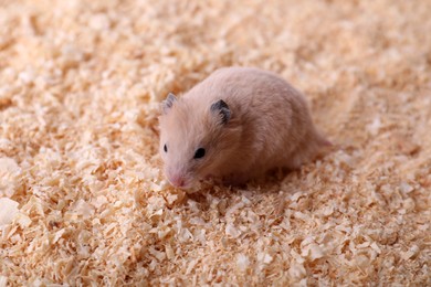 Cute little fluffy hamster on wooden shavings