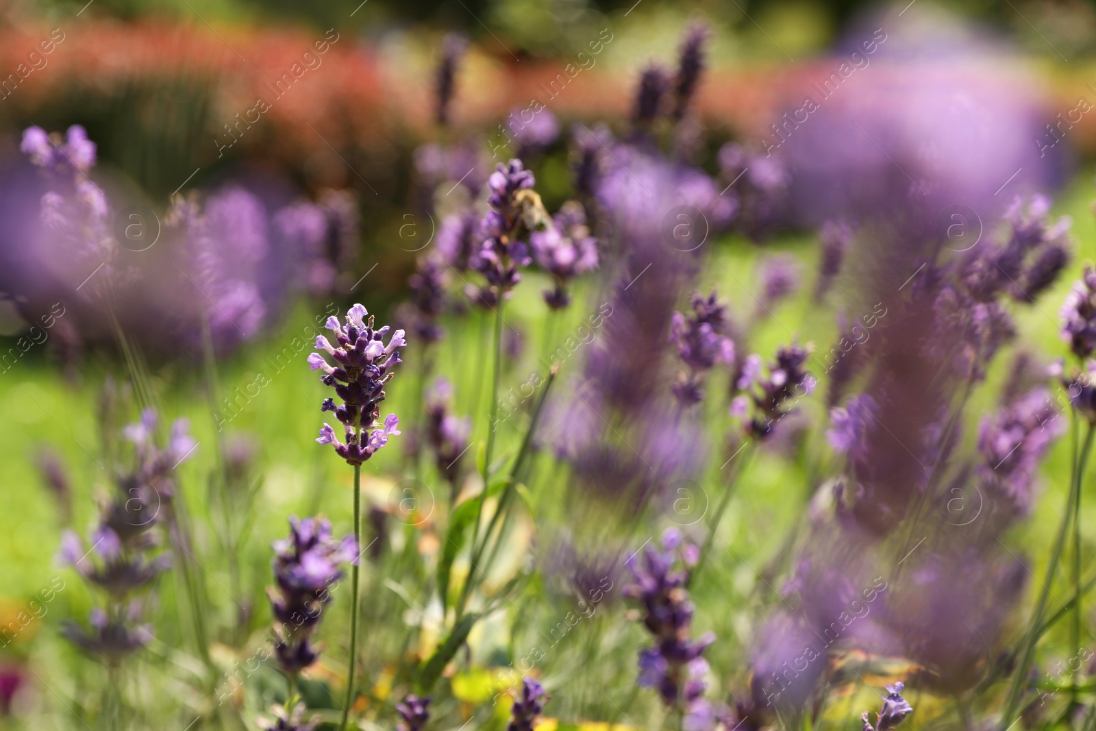 Photo of Beautiful lavender flowers growing in garden on summer day