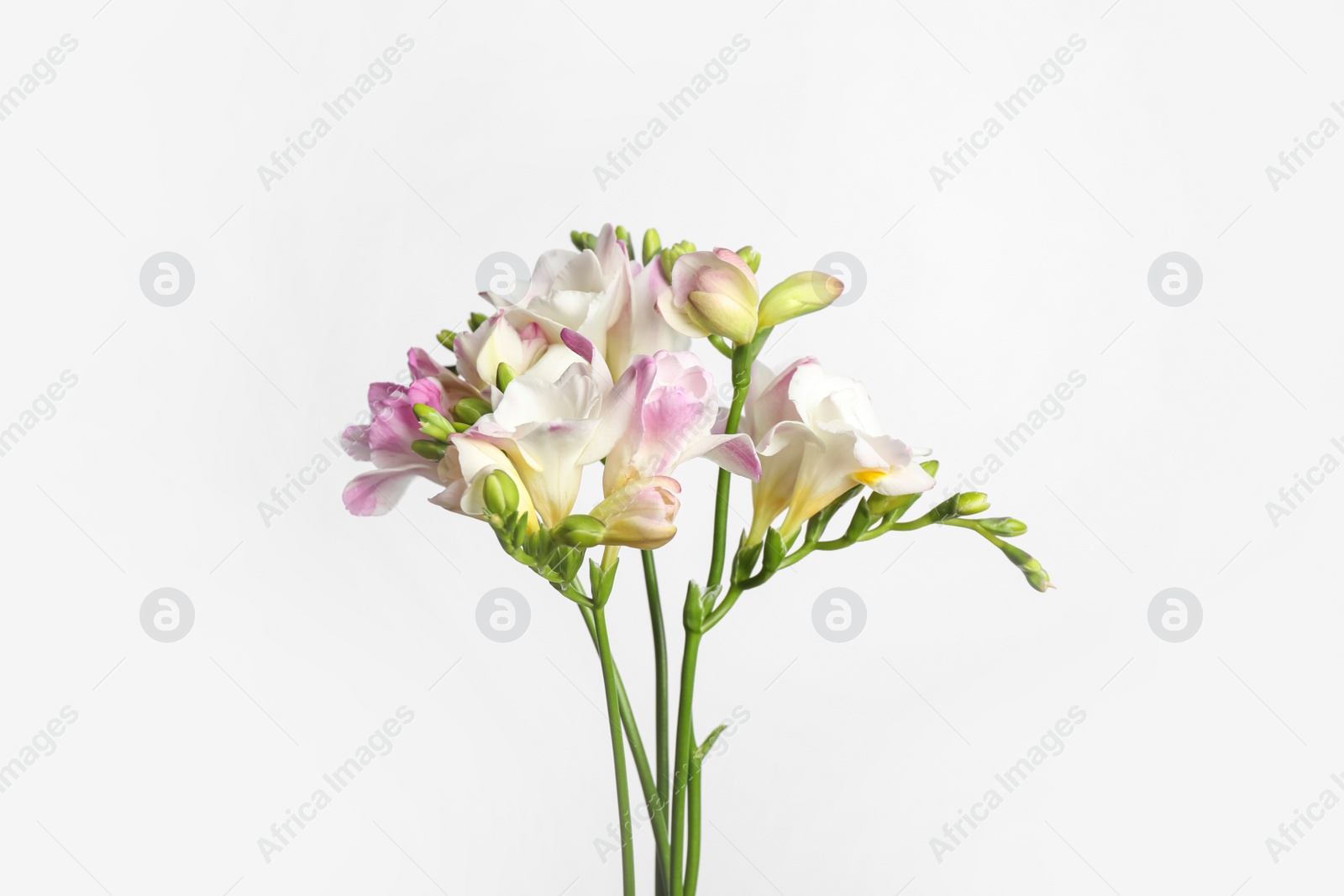 Photo of Beautiful aromatic freesia bouquet on light background