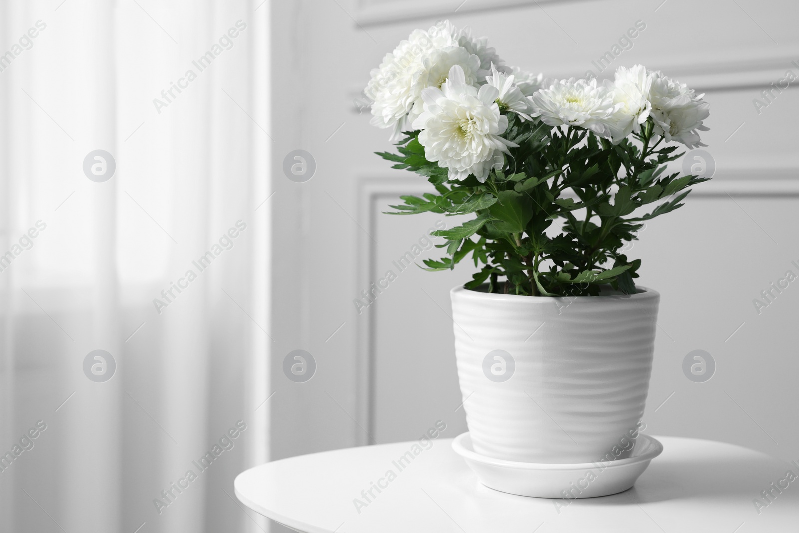 Photo of Beautiful chrysanthemum flowers in pot on white table indoors. Space for text