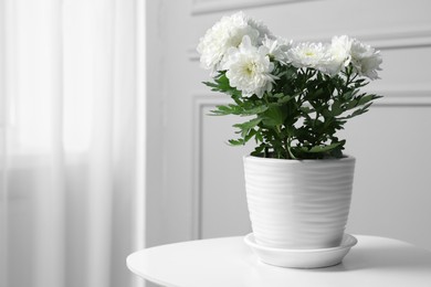 Beautiful chrysanthemum flowers in pot on white table indoors. Space for text