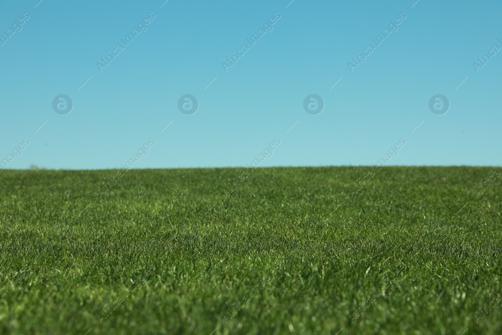 Photo of Fresh green grass growing under blue sky outdoors