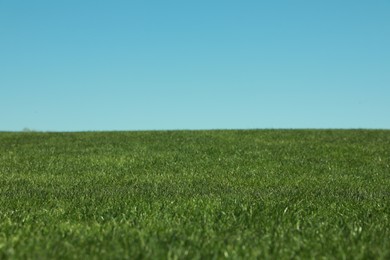 Photo of Fresh green grass growing under blue sky outdoors