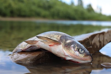 Photo of Dead fish on stone in river, closeup. Environmental pollution concept