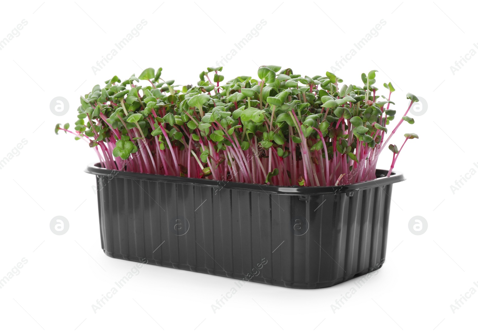 Photo of Fresh radish microgreens in plastic container on white background