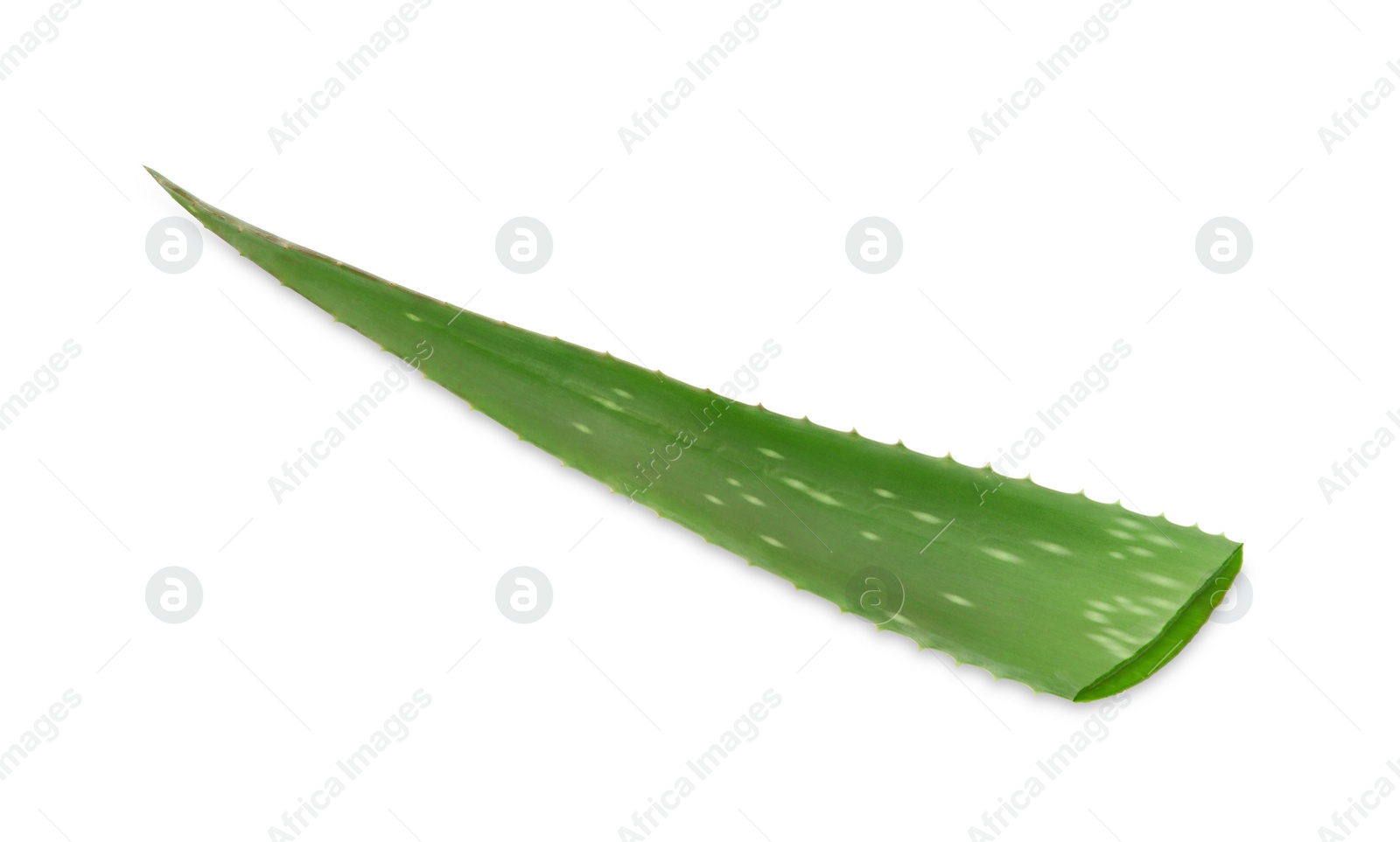 Green aloe vera leaf isolated on white Photo of Green aloe vera leaf isolated on white