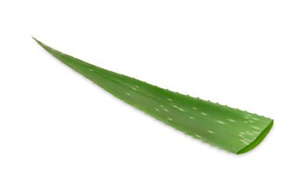 Photo of Green aloe vera leaf isolated on white