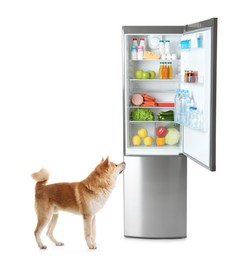 Cute Akita Inu dog near open refrigerator with many different products on white background