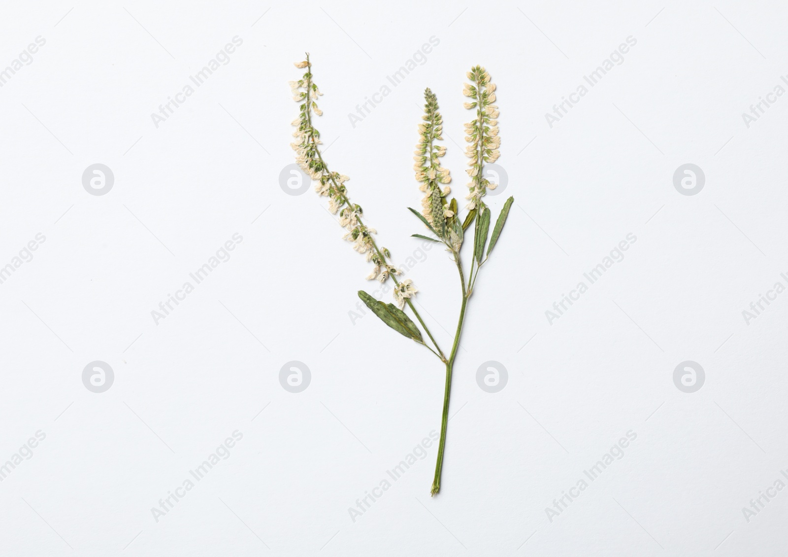 Photo of Wild dried meadow flower on white background, top view