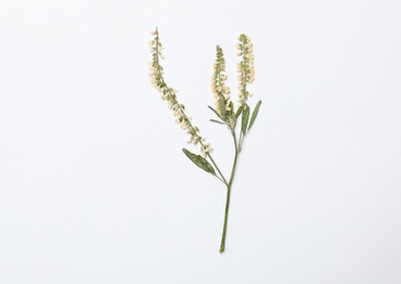 Photo of Wild dried meadow flower on white background, top view