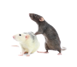 Photo of Cute rats on white background. Small rodent