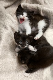 Cute baby kittens lying on cozy blanket