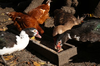 Beautiful Muscovy ducks feeding in farmyard on sunny day. Rural life