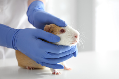 Photo of Female veterinarian examining guinea pig in clinic, closeup