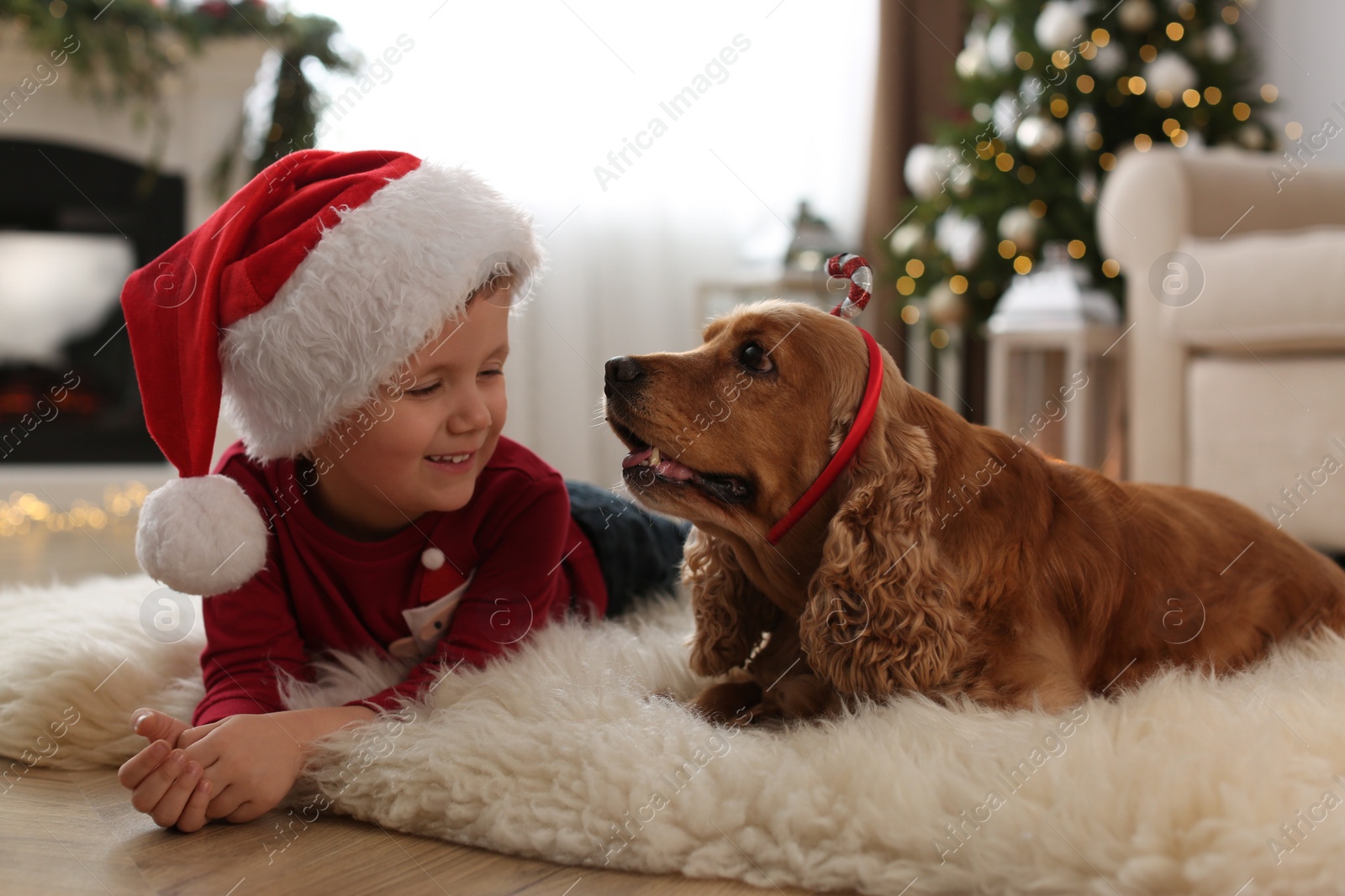 Photo of Cute little boy with English Cocker Spaniel in room decorated for Christmas