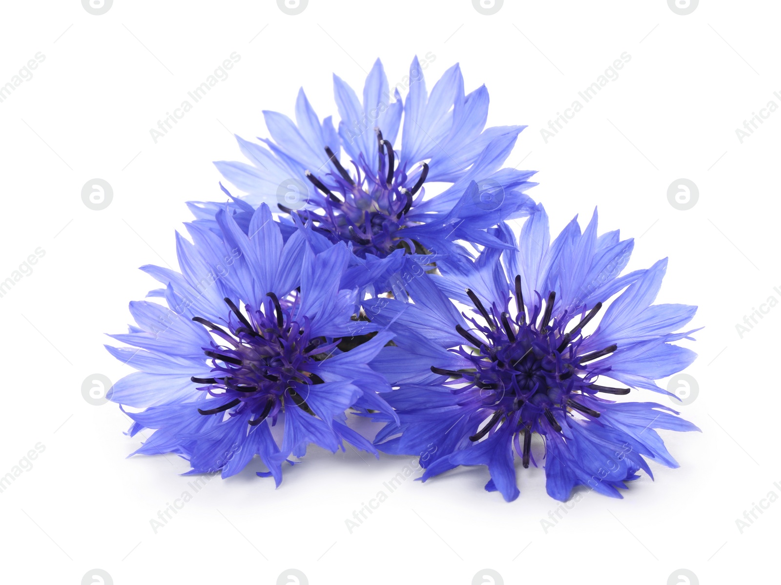 Photo of Beautiful light blue cornflowers isolated on white