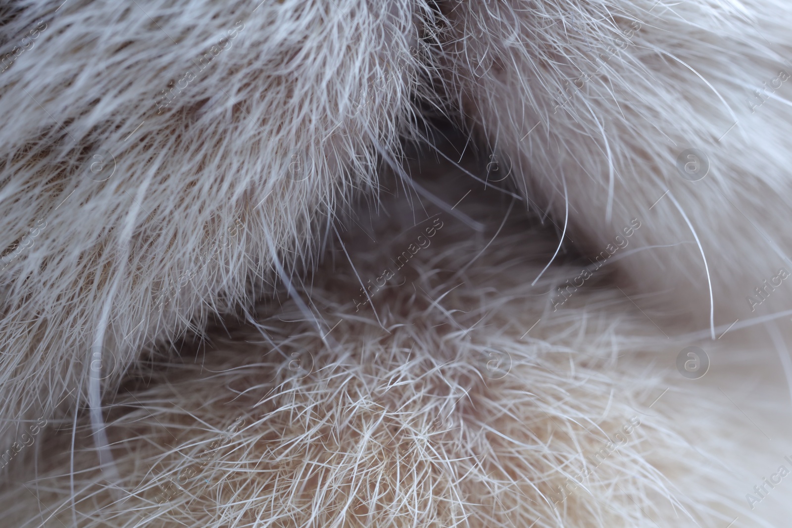 Photo of Cat, macro photo of muzzle. Fluffy pet