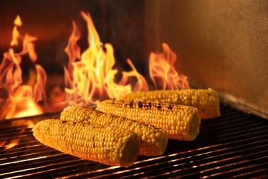 Cooking delicious fresh corn cobs on grilling grate in oven with burning firewood