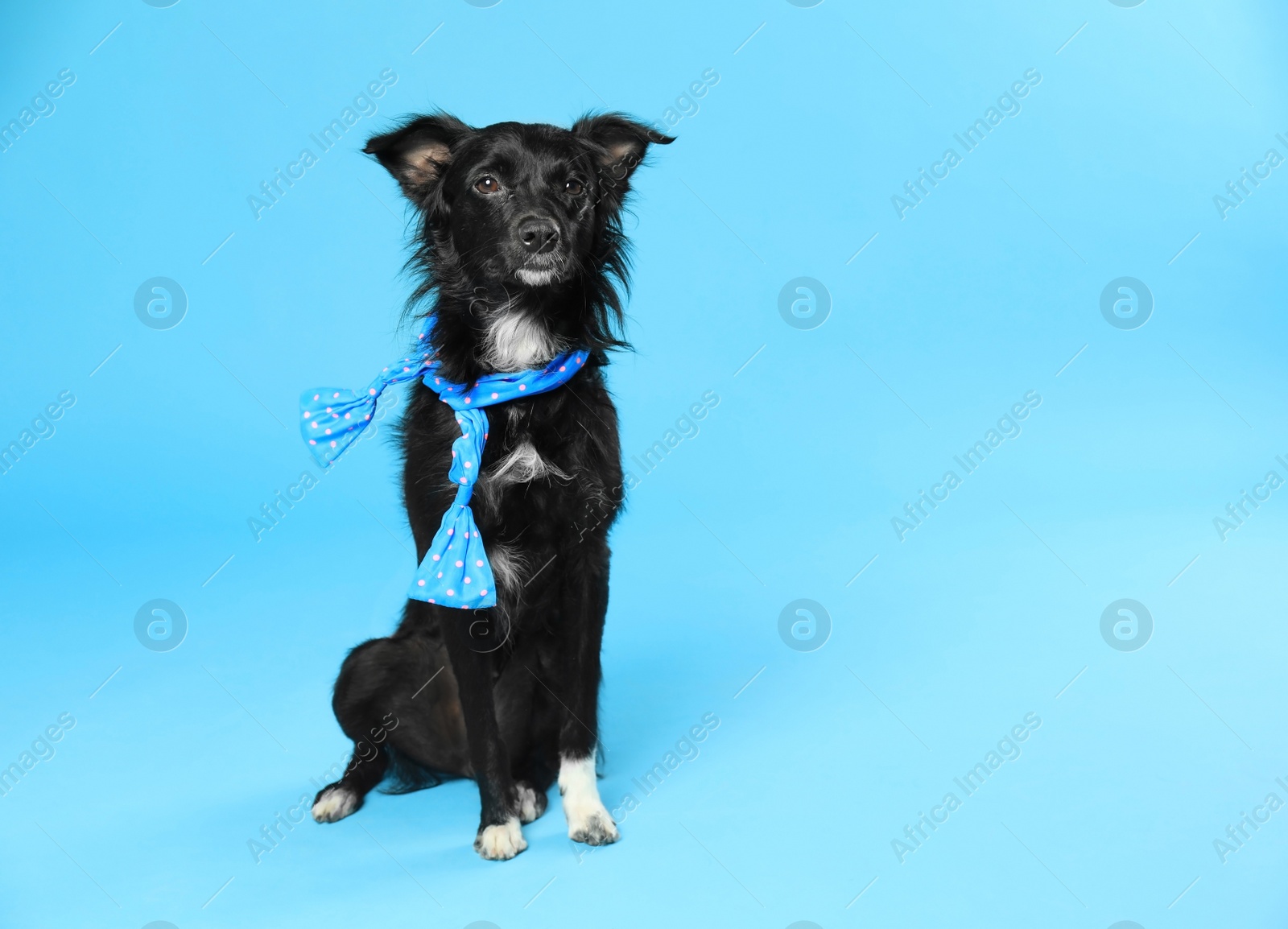 Photo of Cute dog with scarf on blue background. Space for text