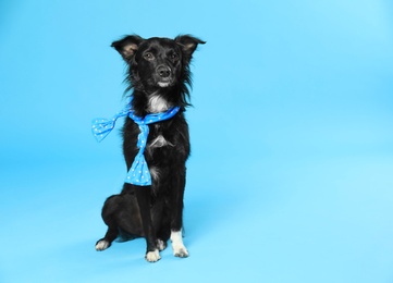 Photo of Cute dog with scarf on blue background. Space for text