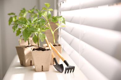 Gardening tools and green tomato seedlings in peat pots on white windowsill indoors