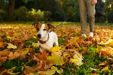 Photo of Man with adorable Jack Russell Terrier in autumn park, closeup. Dog walking