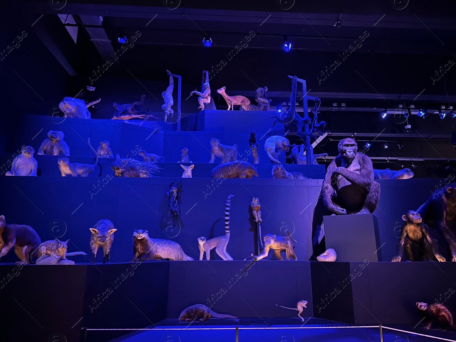 Photo of Leiden, Netherlands - November 19, 2022: Museum exhibition with different stuffed animals. Environmental education