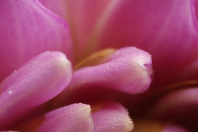 Photo of Beautiful pink petals of Dahlia flower as background, macro