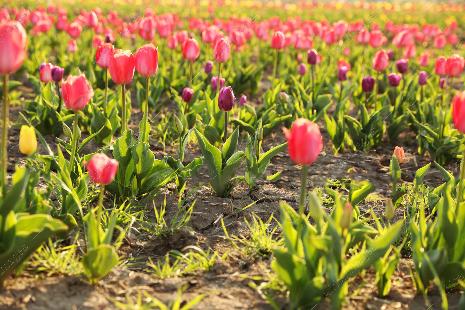 Photo of Fresh beautiful tulips on field. Blooming spring flowers