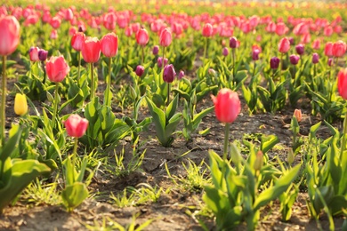 Fresh beautiful tulips on field. Blooming spring flowers