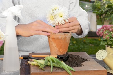 Photo of Woman transplanting flower into pot in garden, closeup