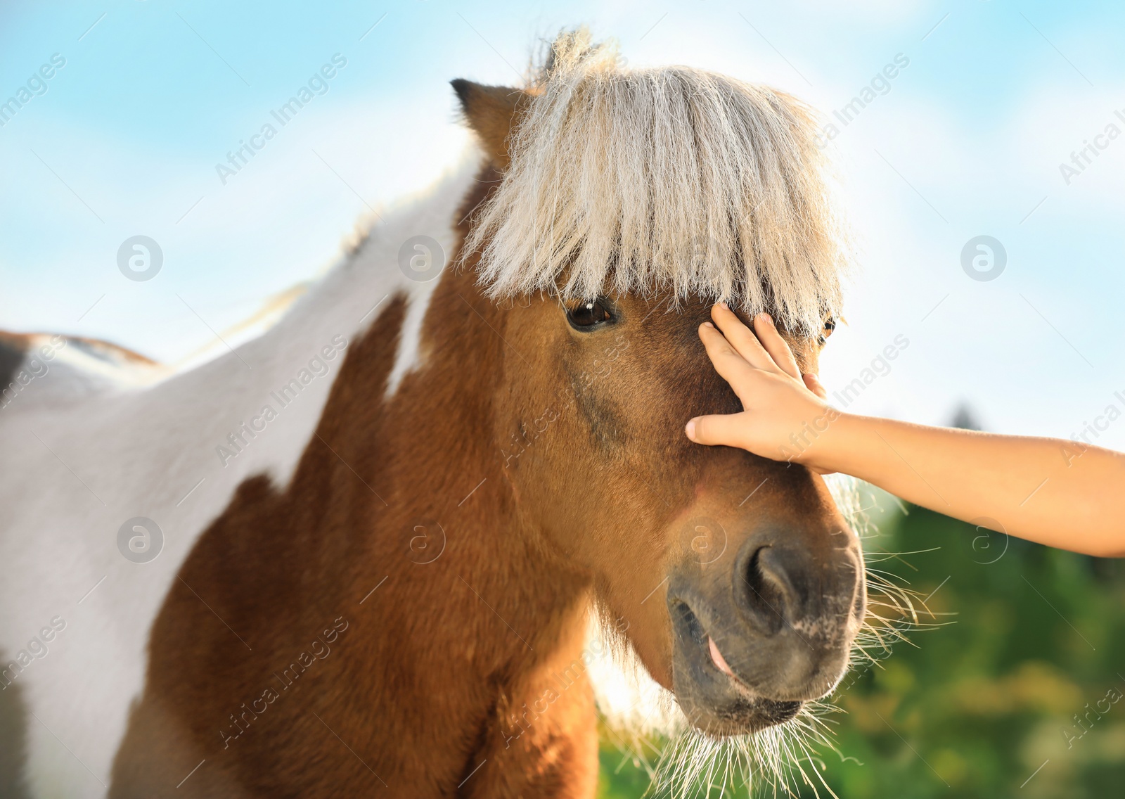 Image of Little child stroking cute pony outdoors on sunny day, closeup