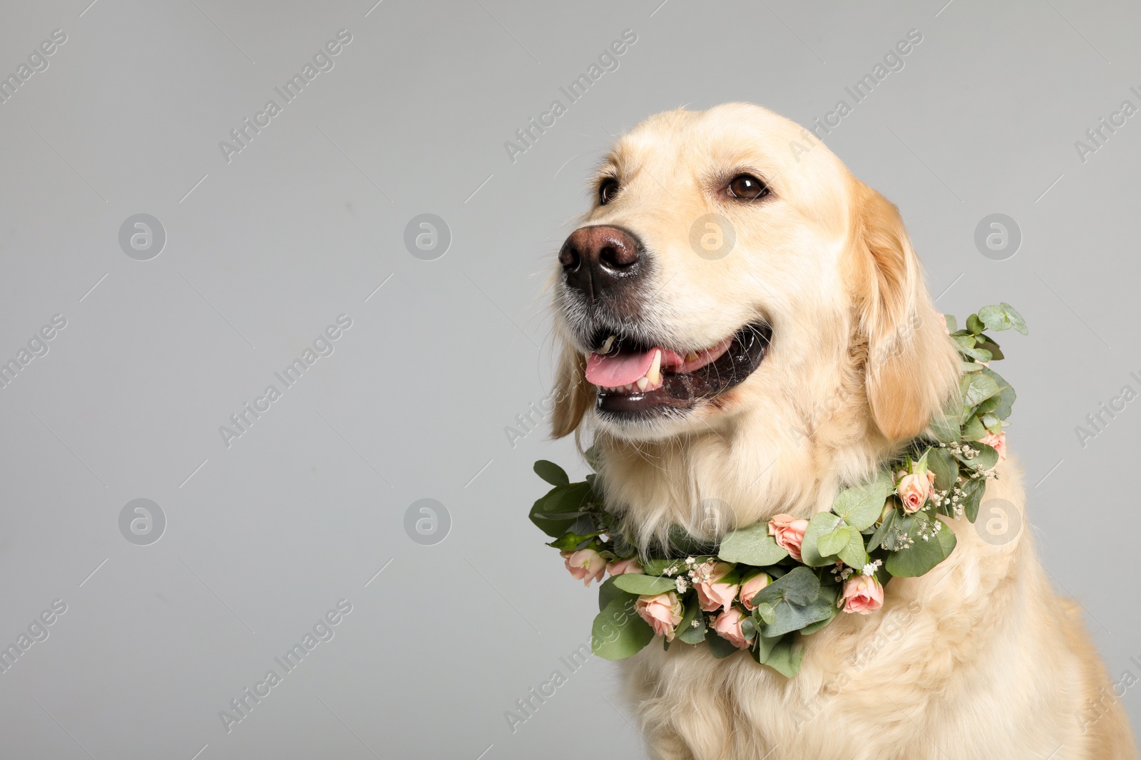 Photo of Adorable golden Retriever wearing wreath made of beautiful flowers on grey background, space for text