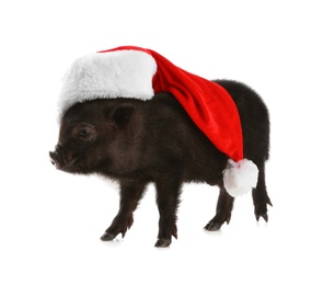 Photo of Adorable black mini pig with Santa hat on white background