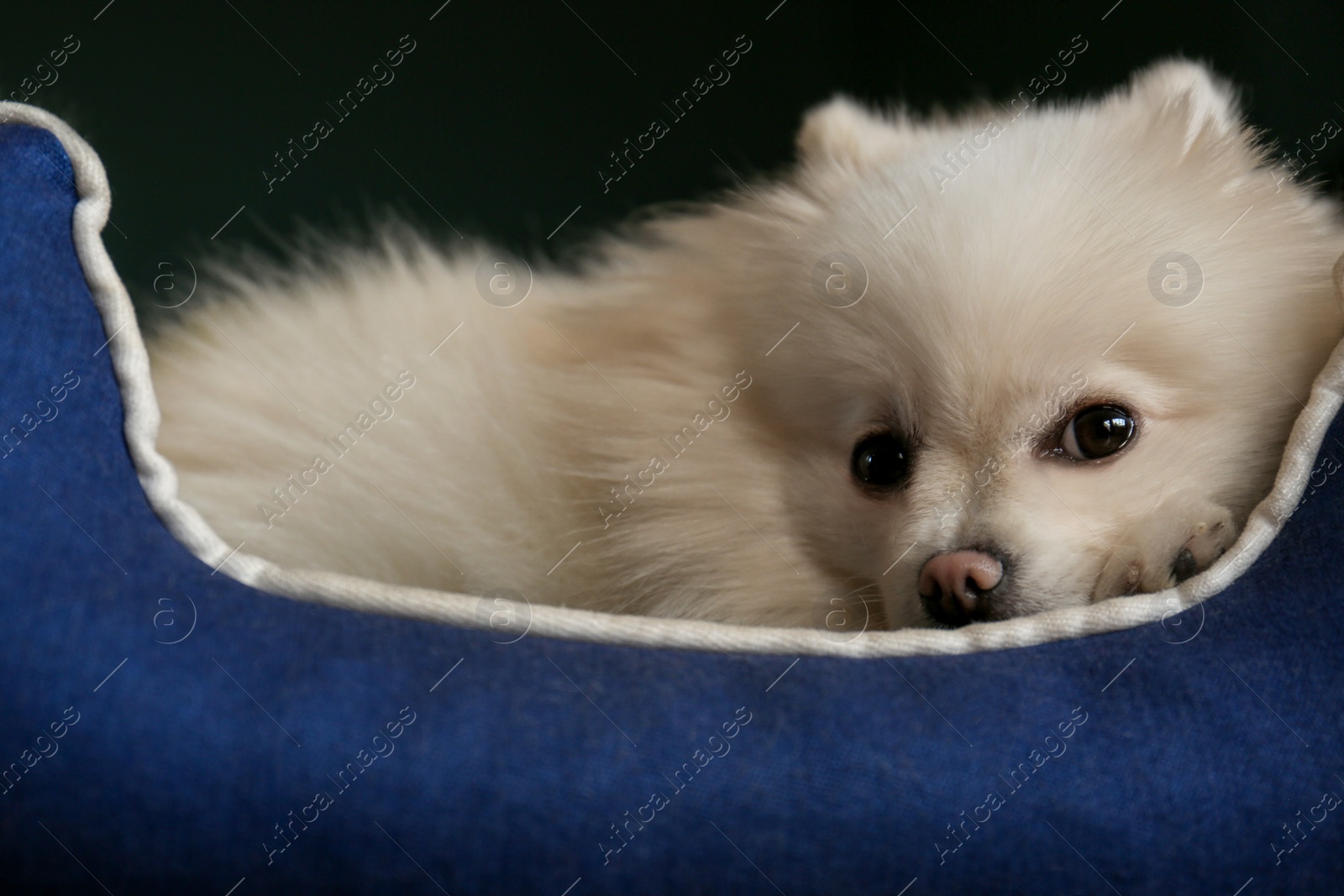 Photo of Cute fluffy Pomeranian dog in pet bed, closeup