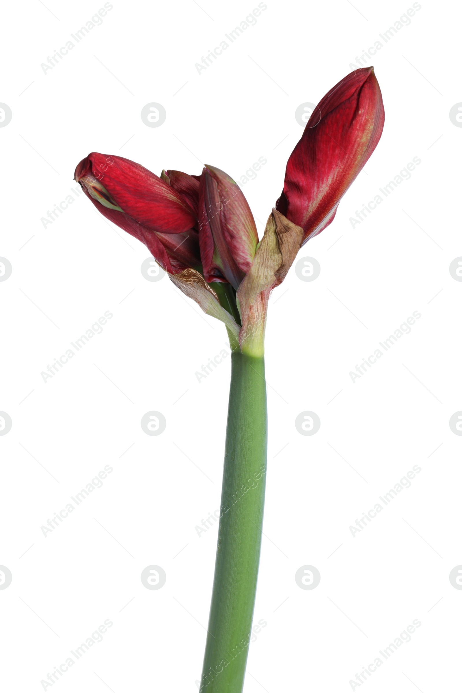 Photo of Beautiful red amaryllis flower isolated on white