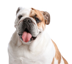 Photo of Adorable funny English bulldog on white background