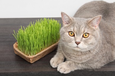 Photo of Cute cat near fresh green grass on wooden desk indoors