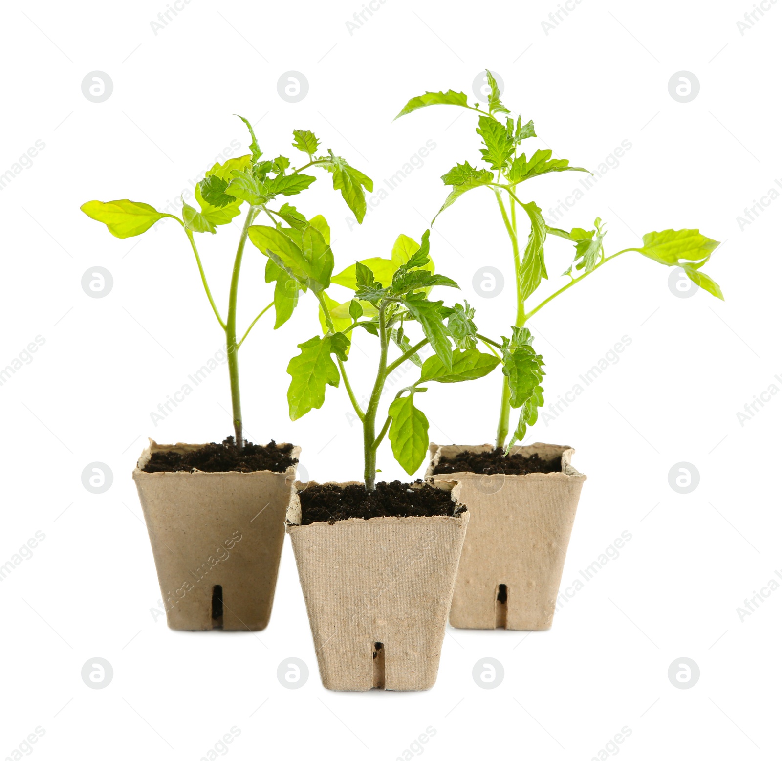 Photo of Green tomato seedlings in peat pots isolated on white