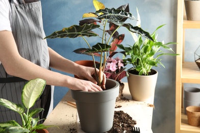 Woman transplanting home plant into new pot at table, closeup