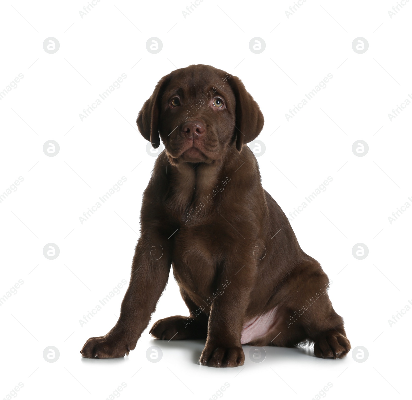 Photo of Chocolate Labrador Retriever puppy on white background